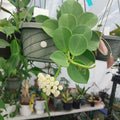 Hoya Pachyclada Plant in 3" Pot | Rare Exotic Houseplant | Ideal for Indoor Gardening | Hoya Plants