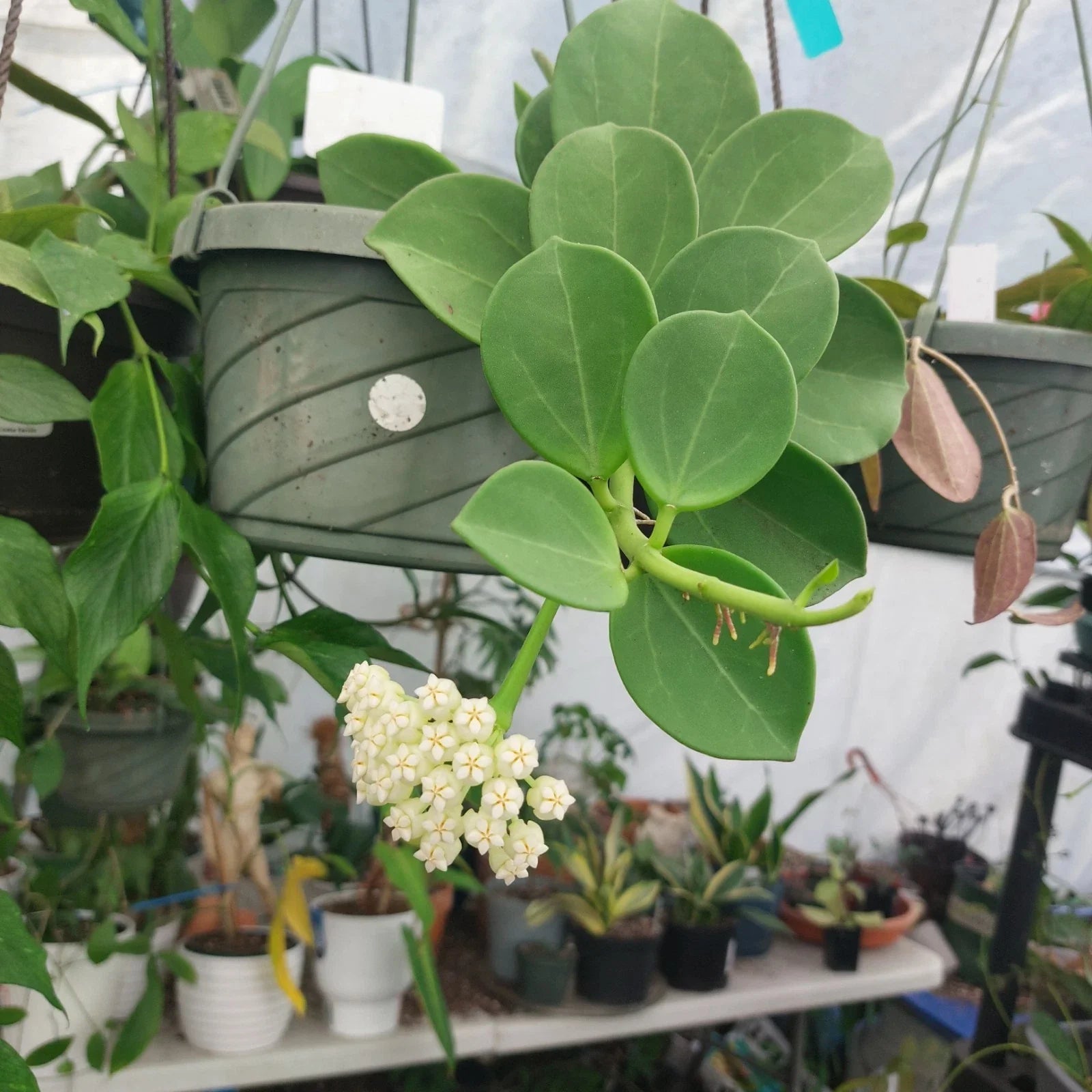 Hoya Pachyclada Plant in 3" Pot | Rare Exotic Houseplant | Ideal for Indoor Gardening | Hoya Plants