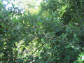 Silverberry Cuttings - 7 Fresh Rootless Cuttings - Elaeagnus angustifolia - Ideal for Plant Propagation