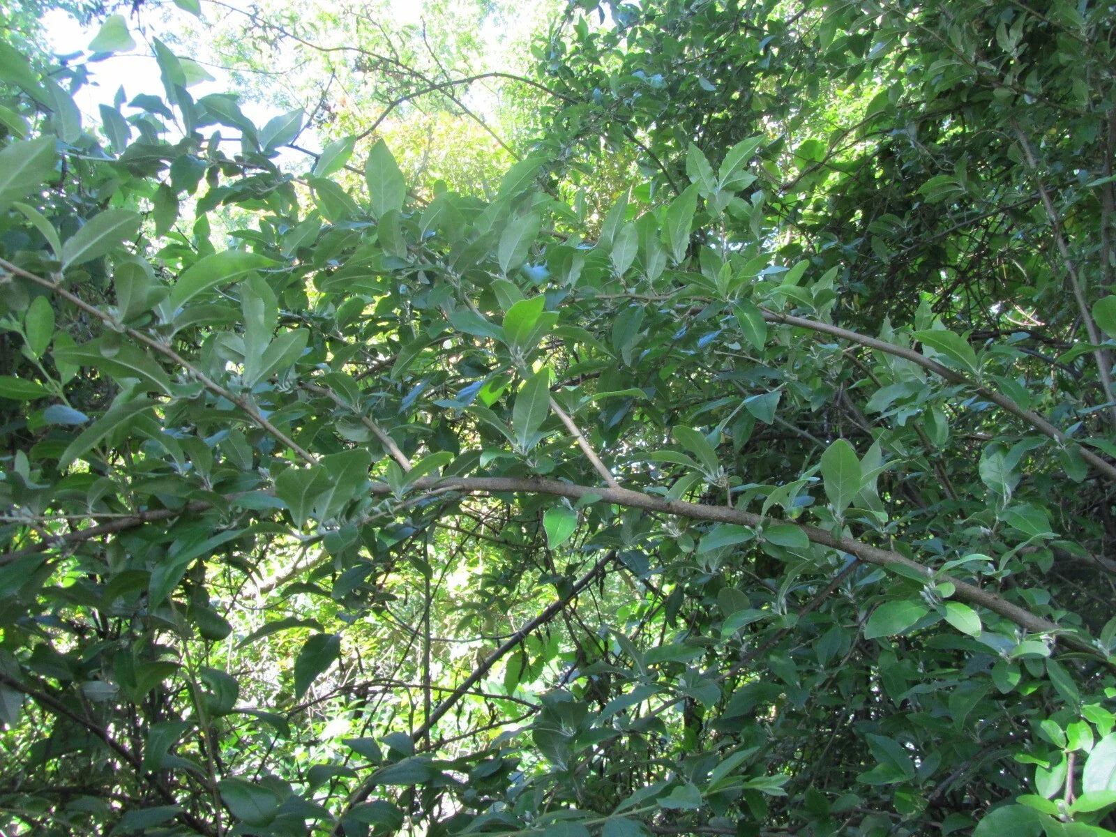 Silverberry Cuttings - 7 Fresh Rootless Cuttings - Elaeagnus angustifolia - Ideal for Plant Propagation