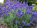 Vera Lavender Seeds - 200+ Count English Lavender Herb, True Lavender Perennial (Lavandula angustifolia) - USA Grown