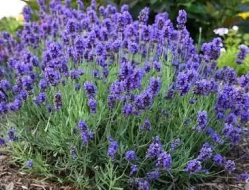 Vera Lavender Seeds - 200+ Count English Lavender Herb, True Lavender Perennial (Lavandula angustifolia) - USA Grown