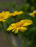 Garland Chrysanthemum Seeds, 50+ Count, Golden Yellow Blooms - Chrysanthemum coronarium