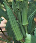 Okra Seed, 25+ Seeds, Emerald Heirloom, Non-GMO, Garden Okra (Abelmoschus esculentus)