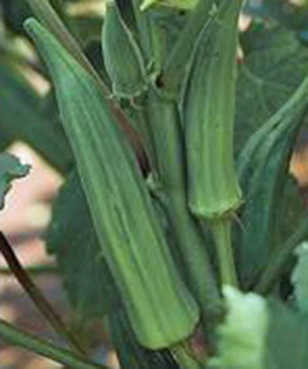 Okra Seed, 25+ Seeds, Emerald Heirloom, Non-GMO, Garden Okra (Abelmoschus esculentus)