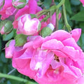 Heirloom Pink Seven Sisters Roses Climbing Bushes Live Plants 10-15 inches Rosa 'Seven Sisters'
