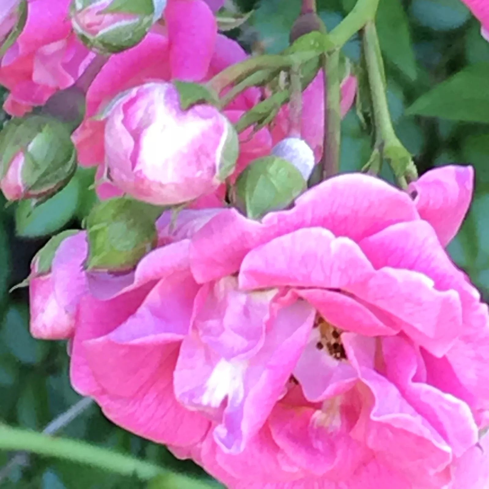 Heirloom Pink Seven Sisters Roses Climbing Bushes Live Plants 10-15 inches Rosa 'Seven Sisters'