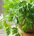 Giant Italian Flat Leaf Parsley Seeds | Herb Garden Seed for Planting | Petroselinum crispum 2025
