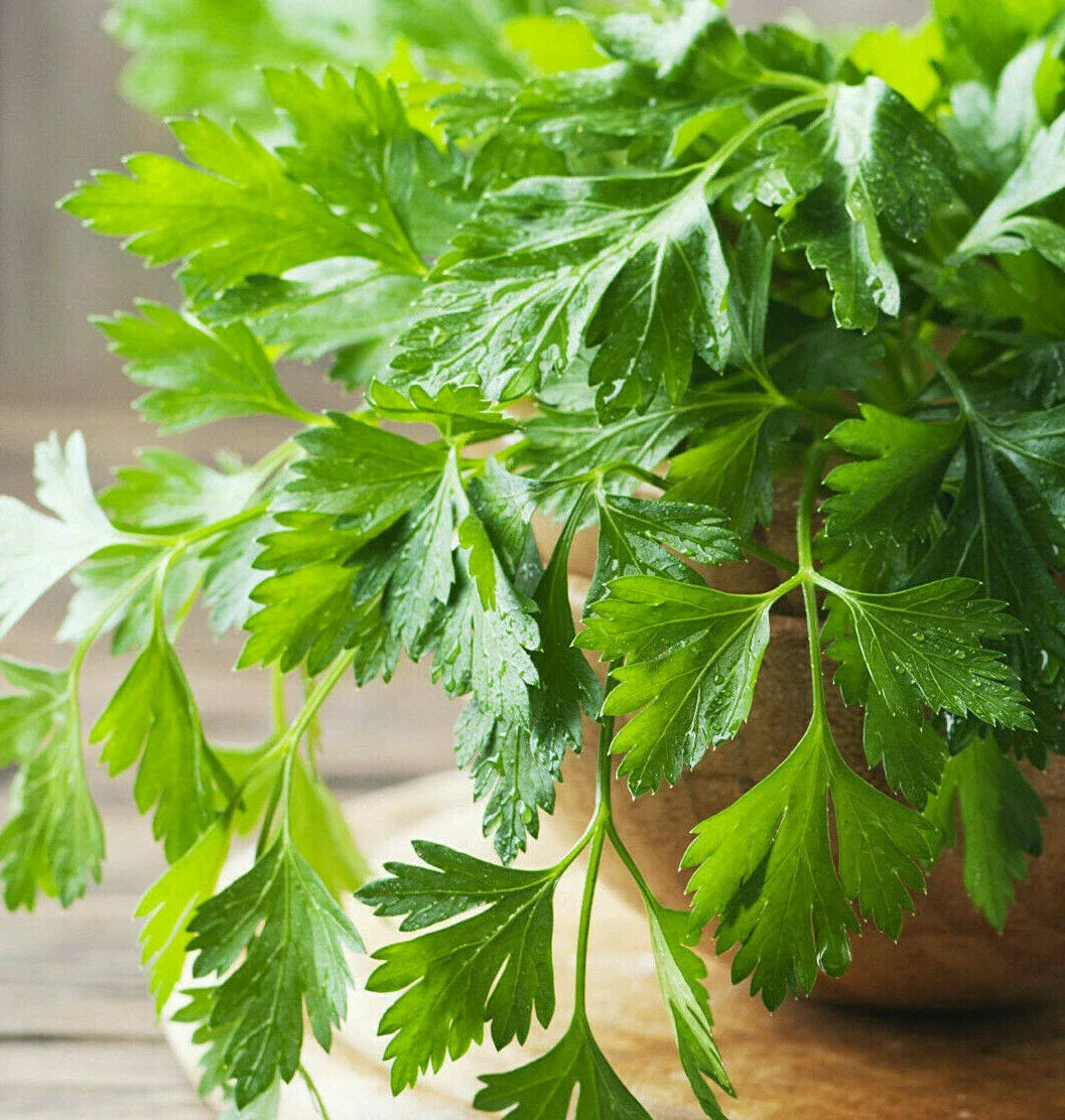 Giant Italian Flat Leaf Parsley Seeds | Herb Garden Seed for Planting | Petroselinum crispum 2025