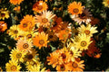 Dimorphotheca Flower Seeds - Mixed Colors - 2 Inch Flowers for Arrangements - African Daisy Seeds