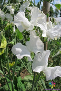 Royal Wedding Sweet Pea Seeds - 50+ Pack - Heirloom Variety for Garden Planting - Lathyrus odoratus