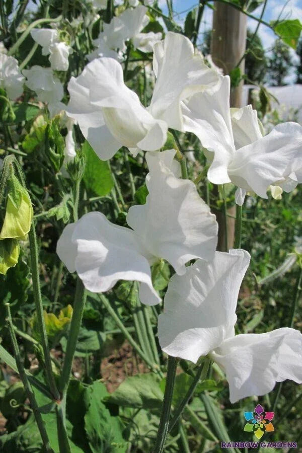 Royal Wedding Sweet Pea Seeds - 50+ Pack - Heirloom Variety for Garden Planting - Lathyrus odoratus