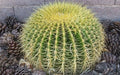 Golden Barrel Cactus Seeds - 100+ Premium Echinocactus grusonii for Planting and Gardening