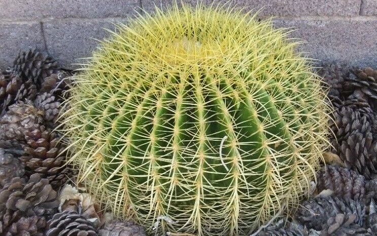 Golden Barrel Cactus Seeds - 100+ Premium Echinocactus grusonii for Planting and Gardening