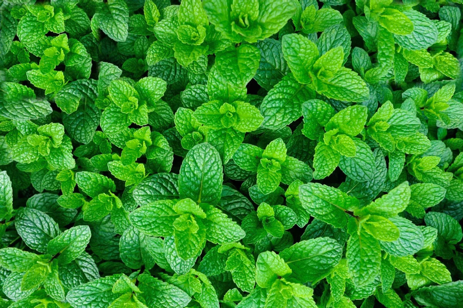 Organic Mojito Mint 6 Plants - Mentha Villosa "Mojito" - Fresh Herb, Culinary Use, Aromatic Gardening