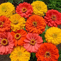 Zinnia Seeds Fruity Beauty Mix - Attracts Hummingbirds & Butterflies, Non-GMO, 200 Seeds, Colorful Garden Flowers