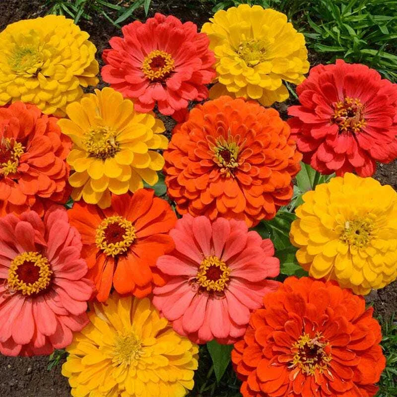 Zinnia Seeds Fruity Beauty Mix - Attracts Hummingbirds & Butterflies, Non-GMO, 200 Seeds, Colorful Garden Flowers