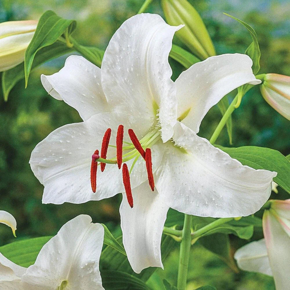 Oriental Lily Bulb 16-18CM White Casa Blanca Fragrant Lilium Flower