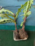Wild Lettuce Live Plant 2-Pack, Organic Pain Relief, Lactuca Virosa, USA Grown