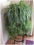 Spider Plant Live Herbs - Easy to Grow - 3 Healthy Plants - Chlorophytum comosum