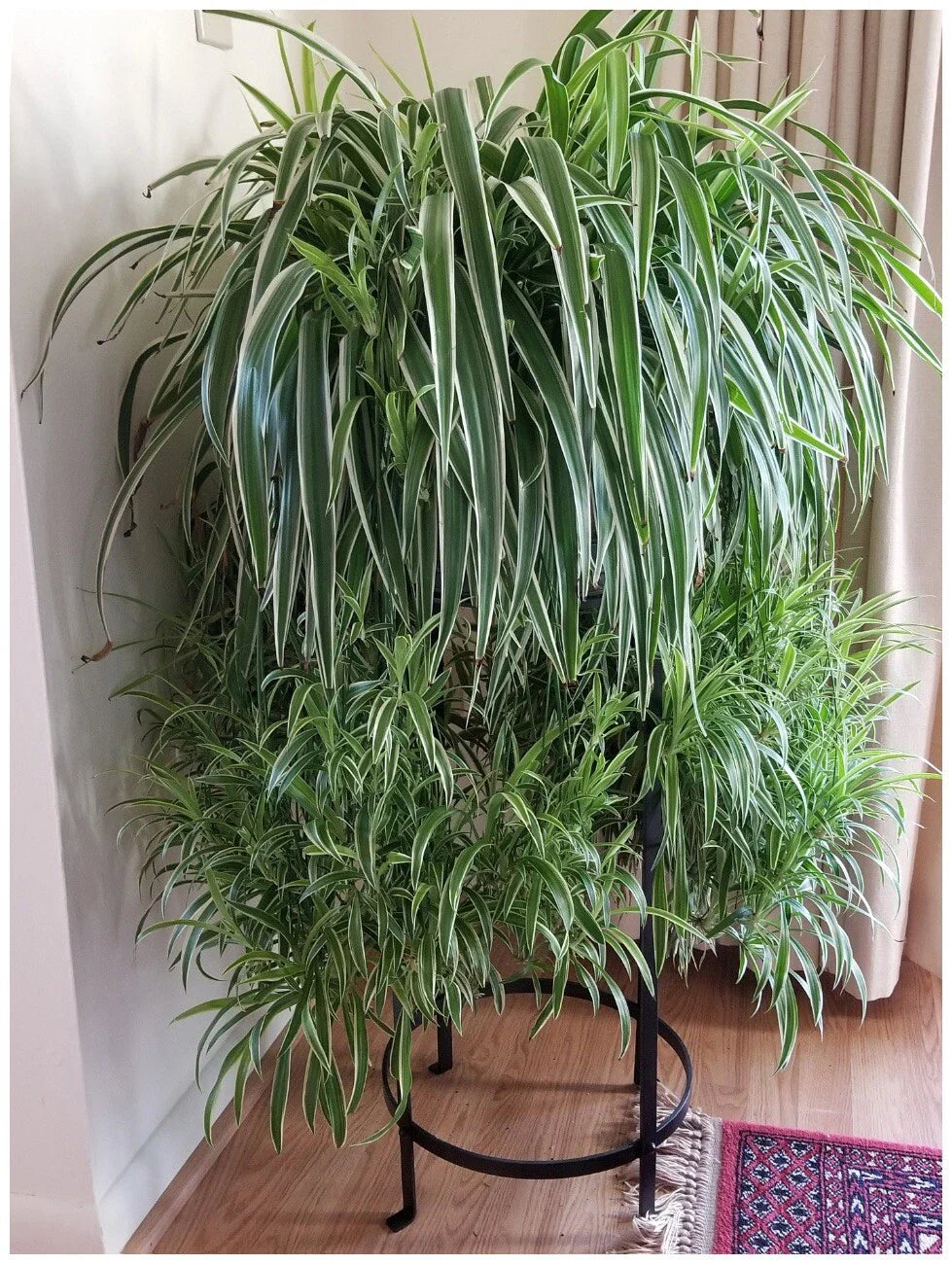 Spider Plant Live Herbs - Easy to Grow - 3 Healthy Plants - Chlorophytum comosum