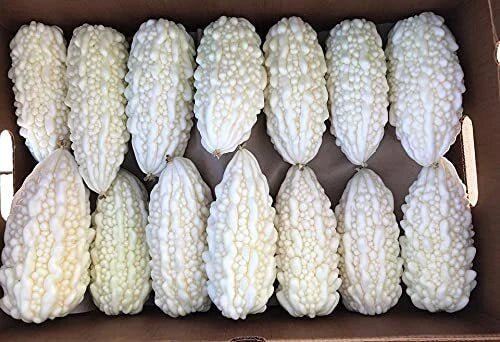 Exotic Bitter Gourd Seeds - 10 Pack White Bitter Melon - Momordica charantia, Rare Variety for Planting