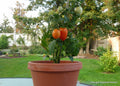 Roma Tomato Seeds - 20 Seeds for Canning & Salads - Solanum lycopersicum - Ideal for Window Boxes