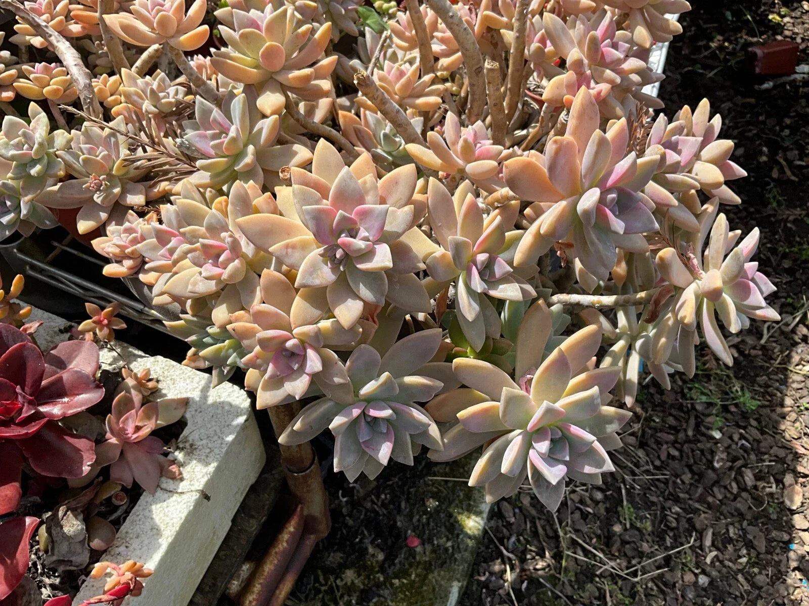 Graptopetalum Paraguayense Ghost Plant Succulent Cuttings - 3 Healthy Cuttings for Propagation