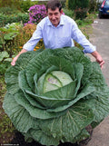 Giant Russian Cabbage Seeds - Bulk 3000 Count - Medicinal Healing Variety - Brassica oleracea