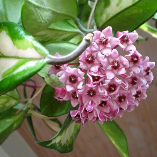 Hoya Carnosa Wax Plant - Variegated Cream & Green Leaves - Rooted Start - Rubra Variety