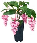 Royal ZENZ Magnifica Medinilla Plant - Live Well Rooted Starter Plant - Very Rare Medinilla magnifica