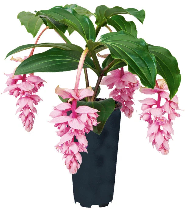 Royal ZENZ Magnifica Medinilla Plant - Live Well Rooted Starter Plant - Very Rare Medinilla magnifica