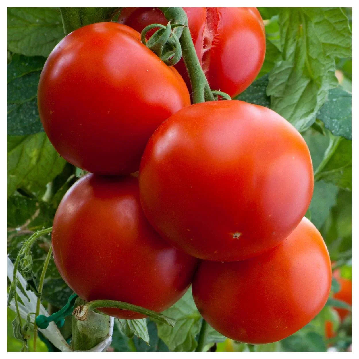 Florida Tomato Seeds, Heirloom NON-GMO, Determinate, Hot/Humid Climate, Solanum lycopersicum