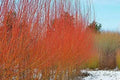 Flame Willow Trees (2 Pack) - Vibrant Orange and Red Bark - Salix elaeagnos