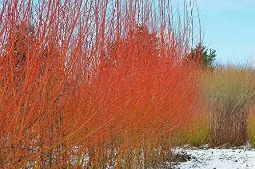 Flame Willow Trees (2 Pack) - Vibrant Orange and Red Bark - Salix elaeagnos