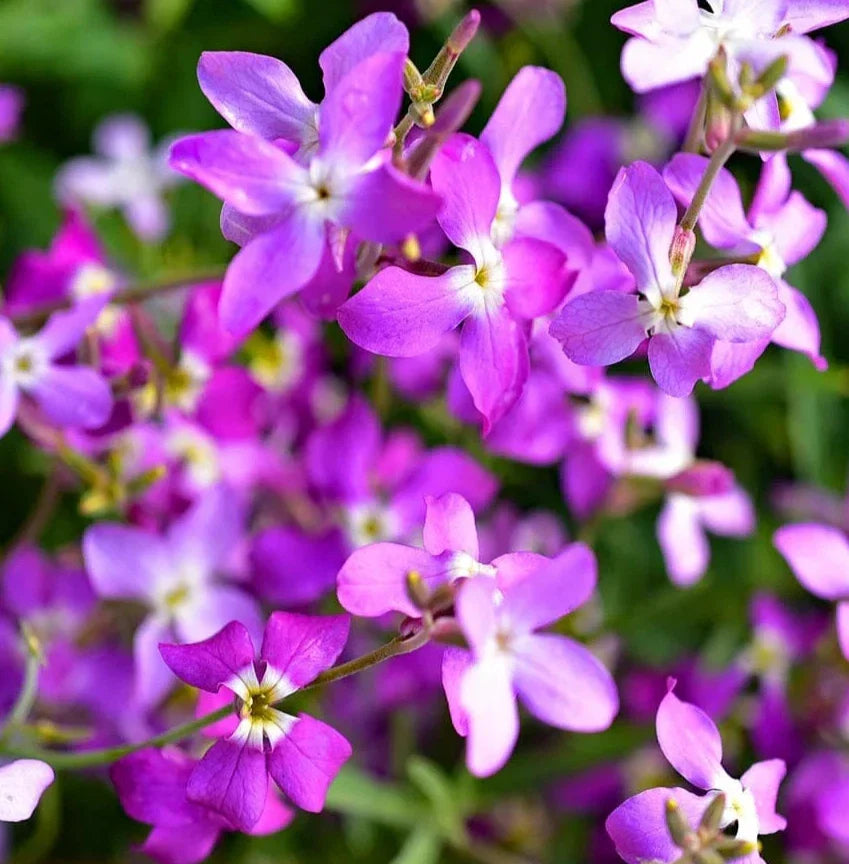 Evening Scented Stock Flower Seeds 2000+ Annual Wildflower Garden - Matthiola longipetala - Free Shipping