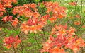 Aromi Azalea Starter Plant - Mauvila Gold - Rhododendron Deciduous - Small