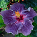 Purple Hibiscus Seeds - 20 Perennial Flower Seeds for Blooming - Hibiscus rosa-sinensis - US Seller