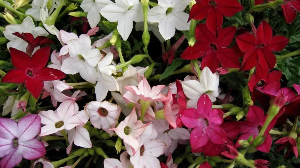 Tobacco Jasmine Seeds - 1000 Count - Night Scented Fragrant - Philadelphus spp.