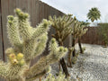 Live Teddybear Cholla Cuttings - Cylindropuntia Bigelovii - Beautiful Cactus for Indoor or Outdoor Gardening