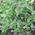 Wrinkled Crinkled Cress Seeds | Heirloom Non-GMO | Free Shipping | Lepidium sativum