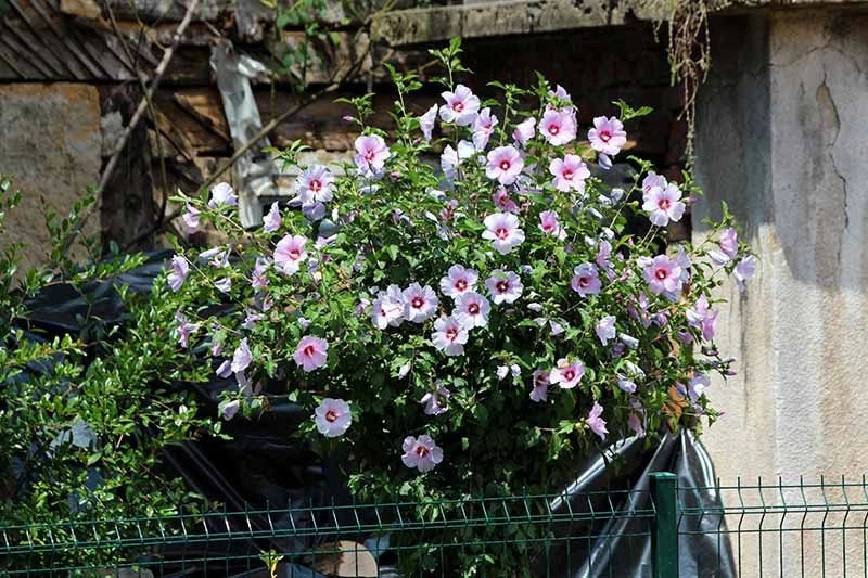 Rose of Sharon Seedlings Lot of 2 - Lavender & White - Hibiscus syriacus