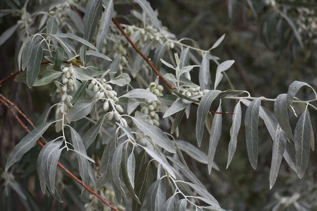 Russian Olive Tree Seeds - Elaeagnus angustifolia - Hardy Perennial Plant - Drought Tolerant, Fragrant Foliage
