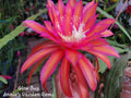 Unrooted Epiphyllum Glow Bug Cuttings 8-10 inches, Epicactus, Tropical Succulent, Indoor Plant Propagation