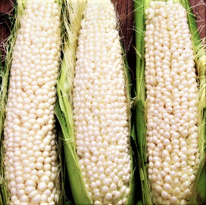Country Gentleman Sweet White Corn Seeds | Heirloom Shoepeg Variety | Zea mays
