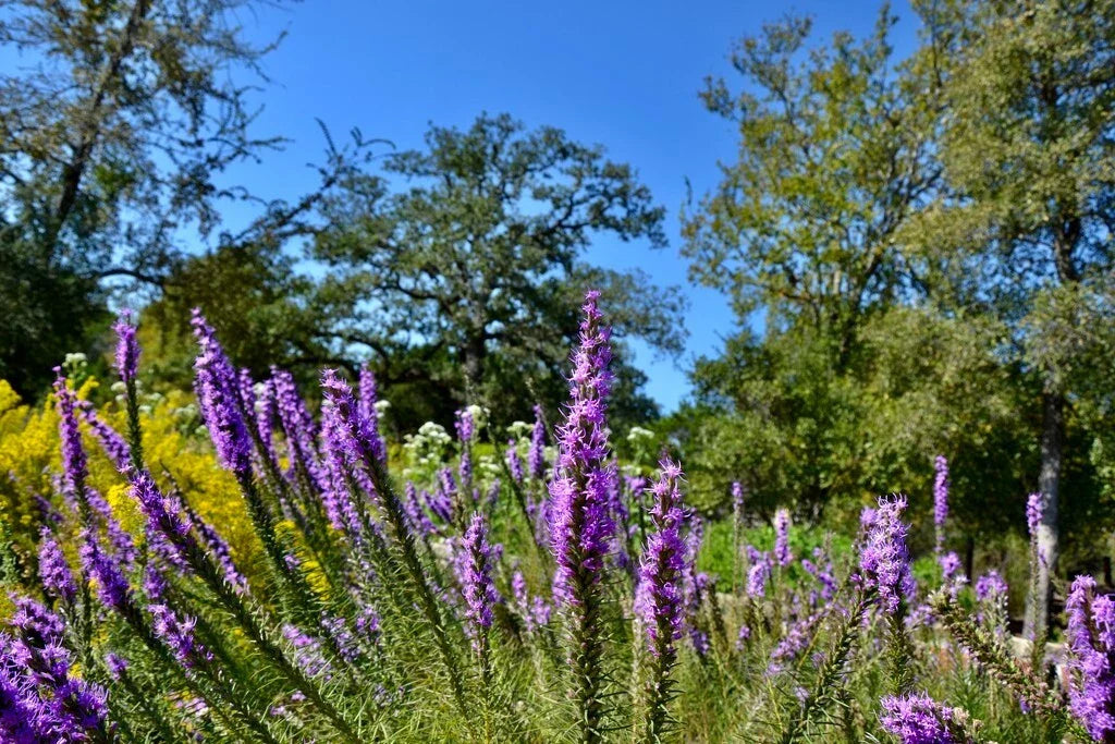 Prairie Blazing Star Seeds - 50+ Cat-tail Gayfeather, Fresh Liatris pycnostachya Seeds for Planting