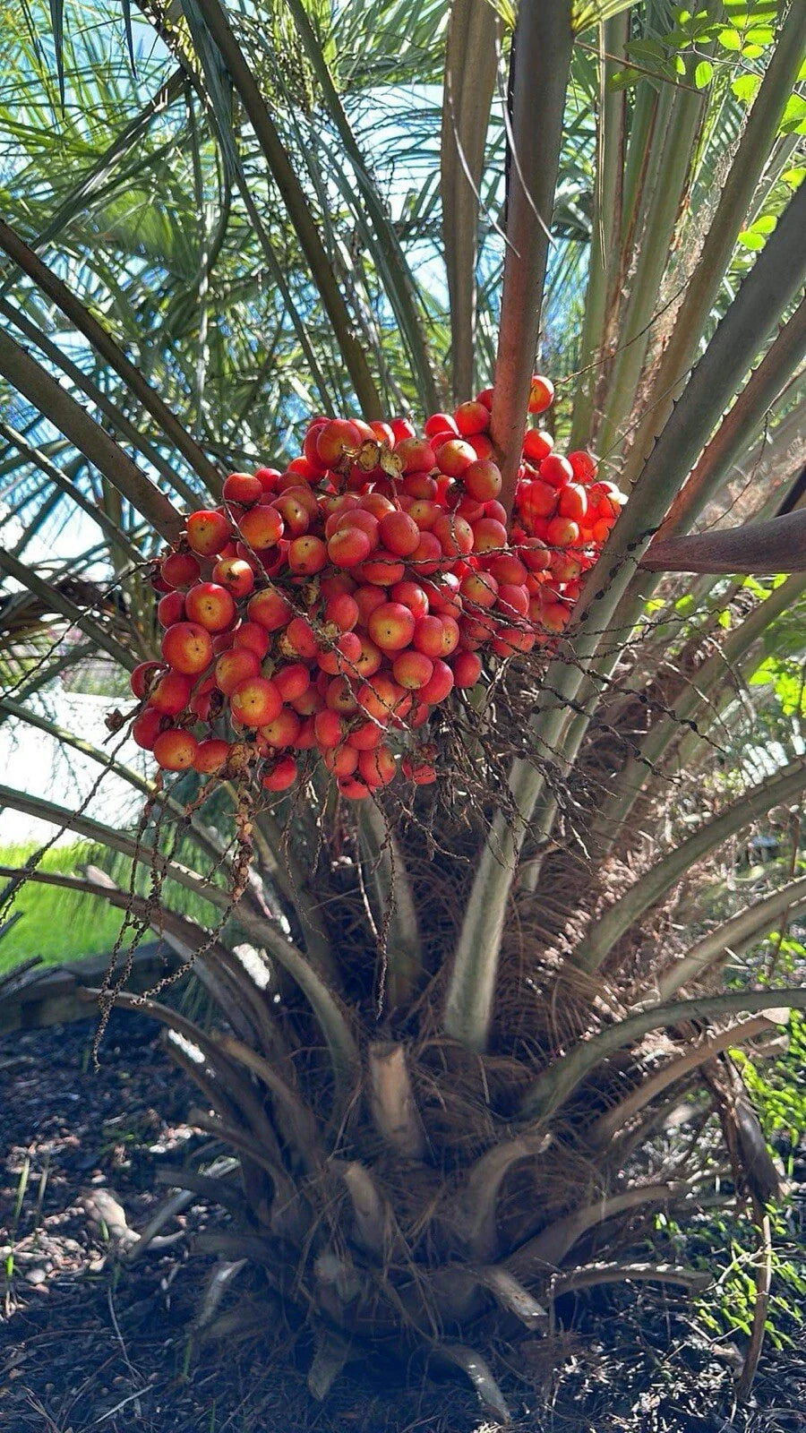 Pindo Palm Saplings - 6-12in - Jelly Palm - Butia capitata - Live Plant for Landscaping and Gardening