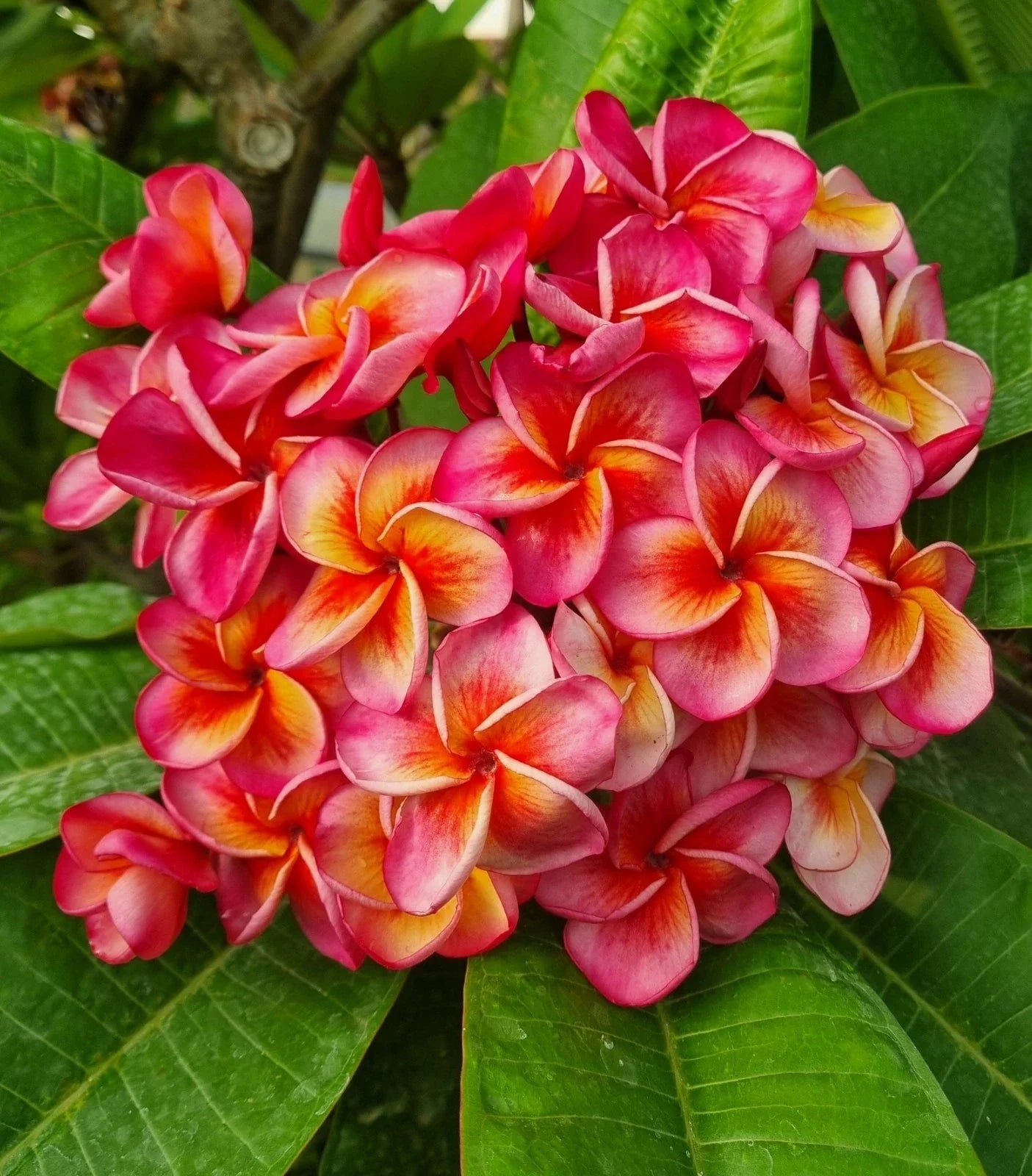 Hurricane Sunrise Plumeria Cutting - 1 Tip - Exotic Flowering Plant (Plumeria spp.)