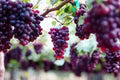 Sweet Red Grape Seeds - 20 Count - Vitis vinifera - USA Seller - 2024 Harvest