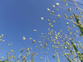 Little Quaking Grass Seeds - 100 Seeds - Briza Minor - Ornamental Grass for Garden or Landscape